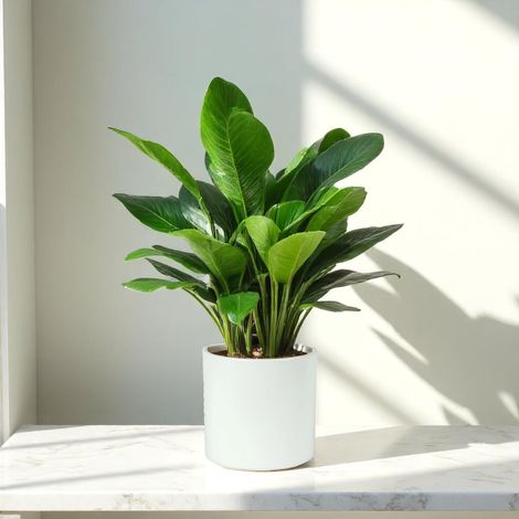 Matte White Ceramic Indoor Plant Pot, Cachepot